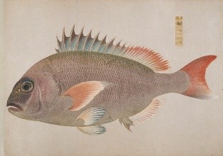 学芸講座「高松藩の博物図譜」