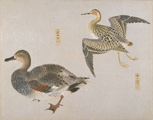 「衆禽画譜」水禽 「ボトシギ（右）、モカモ（左）」 