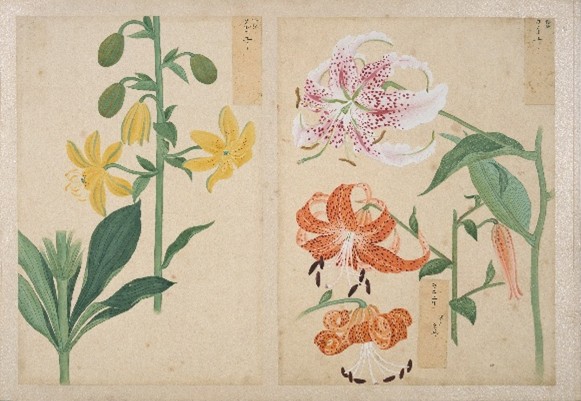 「衆芳画譜」花卉（かき） 「カノコユリ（右）、ヲニユリ（中）、クルマユリ（左）」