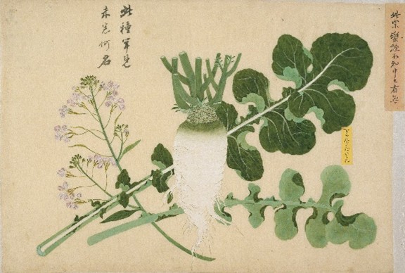 「写生画帖」菜蔬 「をらんだだいこん」