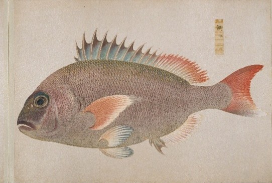 「衆鱗図」第一帖 「鯛 牡」